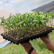 Seed Germination Trays