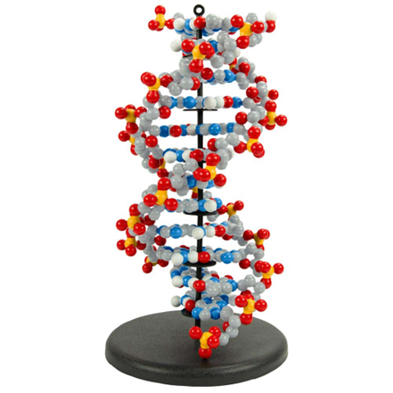 DNA Dynamics - 6 Base Pair Set