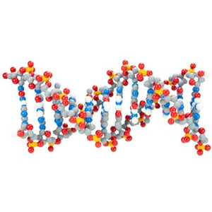 DNA Dynamics - 6 Base Pair Set