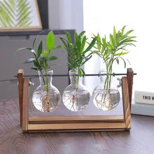 Bulb Terrarium